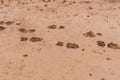 Mud ground with human footprints Royalty Free Stock Photo