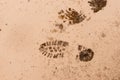 Mud ground with human footprints Royalty Free Stock Photo