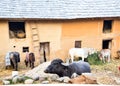 Mud House Cattle Shed India Village life