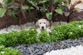 Mud labrador puppy