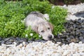 Mud labrador puppy