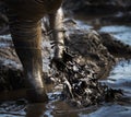 Mud mud glorious mud Royalty Free Stock Photo