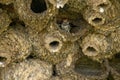 Mud nest of Swallows bird