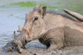 Mud Party - Warthog