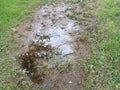 Mud puddle and dead grass and green grass Royalty Free Stock Photo