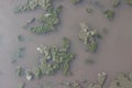 Mud puddle with green algae