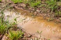 Mud puddle in tire tracks Royalty Free Stock Photo