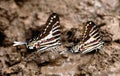 Mud-puddling butterfly Royalty Free Stock Photo