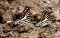 Mud-puddling butterfly