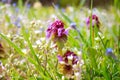 Mud purgatory, purur pink flowers, Stachys palustris L Royalty Free Stock Photo