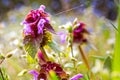 Mud purgatory, purur pink flowers, Stachys palustris L Royalty Free Stock Photo