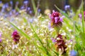 Mud purgatory, purur pink flowers, Stachys palustris L Royalty Free Stock Photo