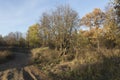 Mud road and trees with yellow leaves foliage on branches, dry brown grass on a clear blue sky background. Sunny autumn day Royalty Free Stock Photo