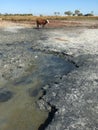 Mud salt lake near Azov sea in Crimea and stray cow in distance
