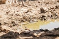 Mud and sludge in the countryside Royalty Free Stock Photo