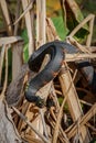 Mud Snake basking in the sun of Southeastern United States