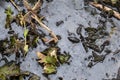 Mud soil decay dead flowers dark