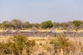 Mud straw and wooden hut with thatched roof in the bush. Local village in the rural Caprivi Strip, the most populated region in Na Royalty Free Stock Photo