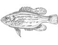 Mud sunfish or Acantharchus pomotis Freshwater Fish Cartoon Drawing