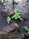 mud surrounded by puddles overgrown with watercress