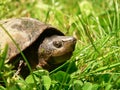 Mud Turtle in the Grass Royalty Free Stock Photo