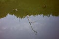 A mud turtle that floats freely and wanders around