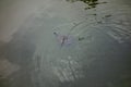 A mud turtle that floats freely and wanders around