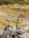 Mud Volcano - Buzau county - Romania