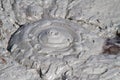 The mud volcanoes