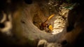 Mud wasp gathering ball of mud in a hole