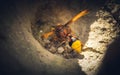 Mud wasp gathering ball of mud in a hole