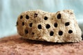 Mud Wasp Hive Royalty Free Stock Photo