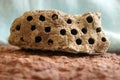 Mud Wasp Hive Royalty Free Stock Photo