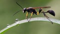 Mud wasp on the leaf Royalty Free Stock Photo