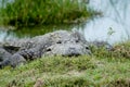 Mud water crocodile ins sri lanka Royalty Free Stock Photo