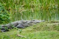 Mud water crocodile ins sri lanka Royalty Free Stock Photo