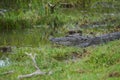 Mud water crocodile ins sri lanka Royalty Free Stock Photo