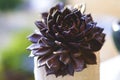 Muda Suculenta Echeveria Black Prince, Negra, succulents cactus plant. Royalty Free Stock Photo