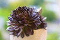 Muda Suculenta Echeveria Black Prince, Negra, succulents cactus plant. Royalty Free Stock Photo