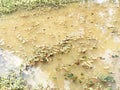 Muddied water surface covered with floating aquatic plants and bright sunlight reflections. Royalty Free Stock Photo