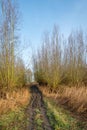 Muddy access path to a forest of pollard willows