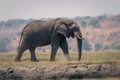 Muddy African bush elephant walks across floodplain