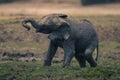 Muddy African elephant calf stands swinging trunk