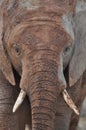 Muddy African Elephant