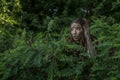 Muddy Amazon girl hiding behind a bush in the woods Royalty Free Stock Photo