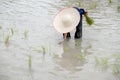 The muddy Asian boy with hat enjoys planting rice in the field farm for learning how the rice growing outdoor activity for kids