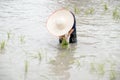 The muddy Asian boy with hat enjoys planting rice in the field farm for learning how the rice growing outdoor activity for kids