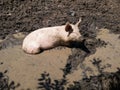 Muddy bath as animal welfare issue, one domestic pig with dirty snout resting in bilge, mud and murky water, hog or sow regulating Royalty Free Stock Photo