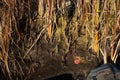 muddy bottom of a drained small pond with old aquatic plants