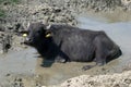 Muddy buffalo Royalty Free Stock Photo